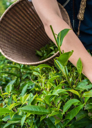 Ethical Sourcing 2 - Woman harvesting plants