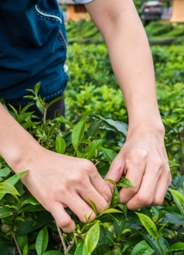 Ethical Sourcing - Woman harvesting plants